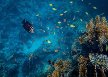 How To Pick The Best Fins For Scuba Diving