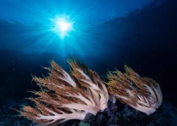 Lighting in Underwater Photography